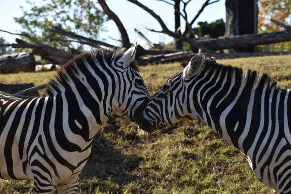 Джет10 Казино Поддръжка